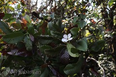 Dillenia bracteata